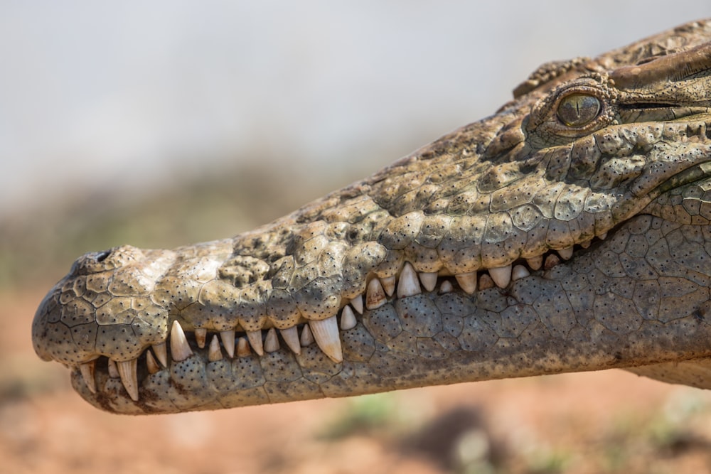 Fotografia de foco raso da cabeça do crocodilo
