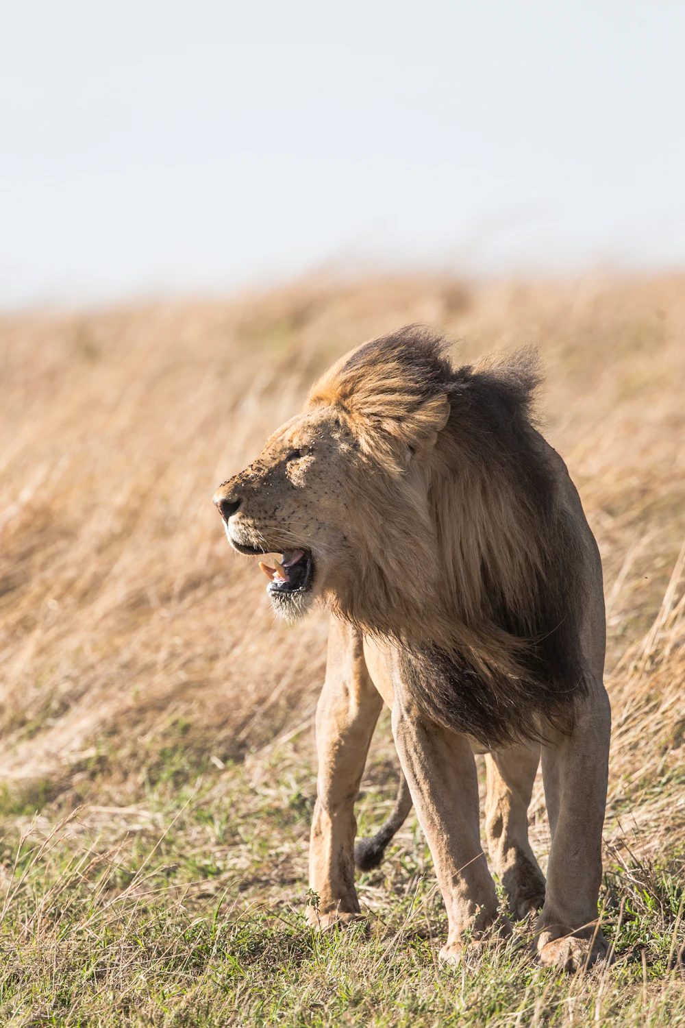 Maasai Mara