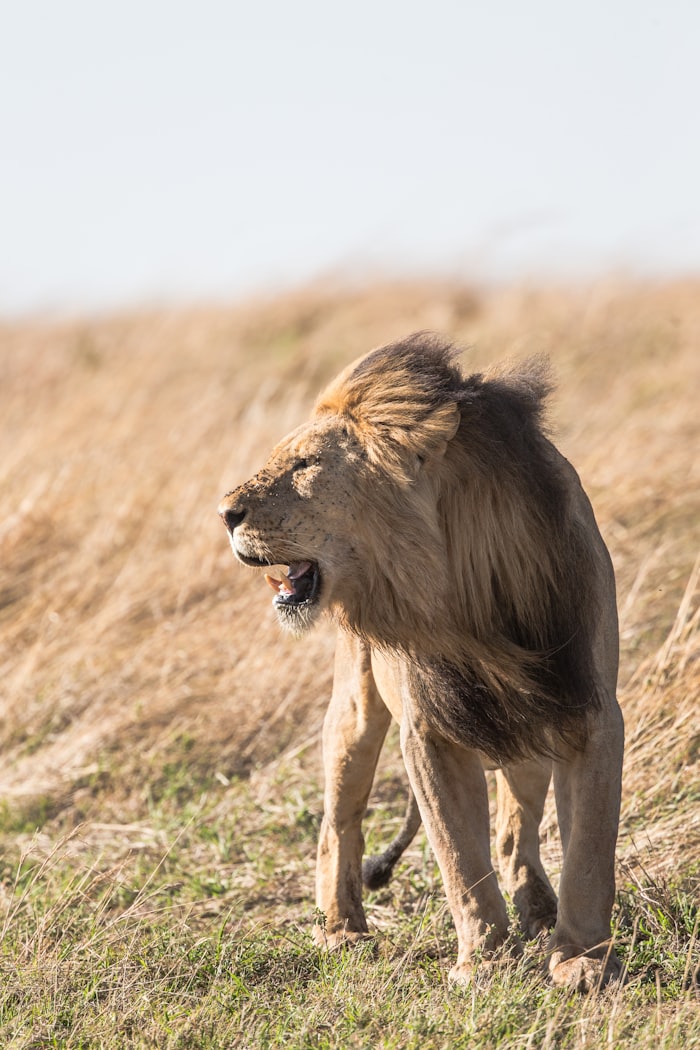 Male lion standing with mouth open