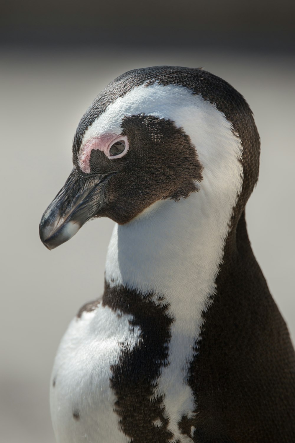 白と黒の動物のクローズアップ写真