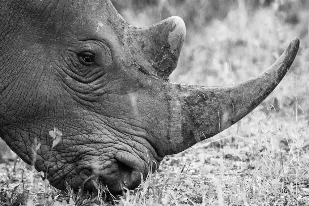 fotografia em tons de cinza de rinoceronte comendo grama