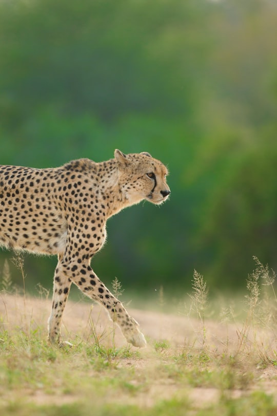 selective focus photo of cheetah in Kruger Park South Africa