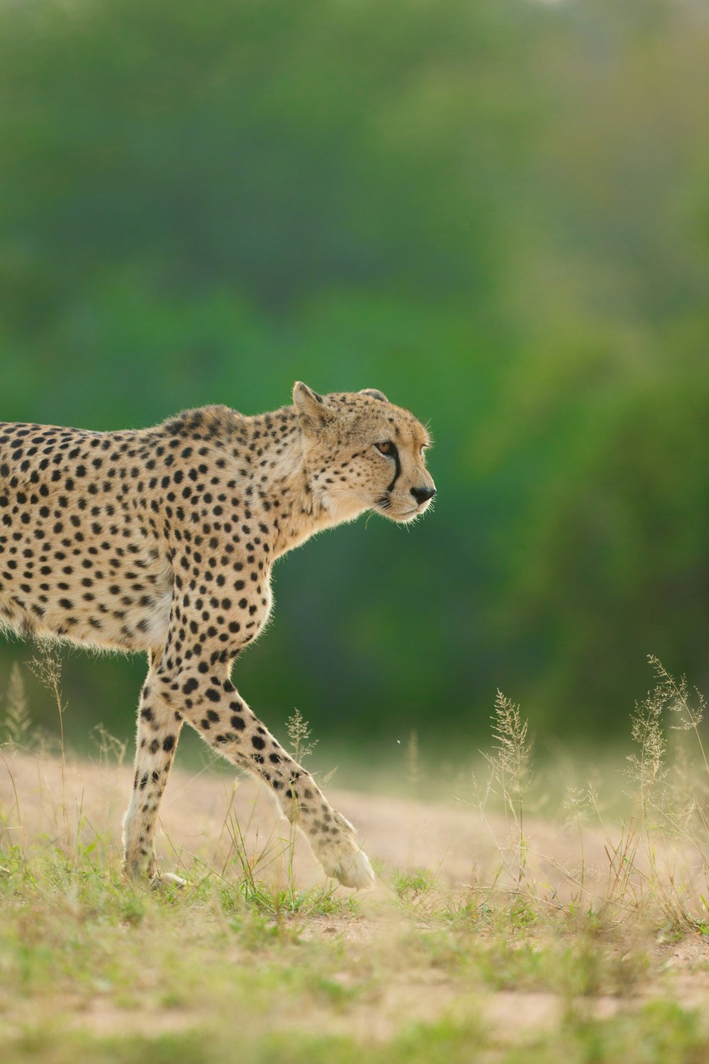 selective focus photo of cheetah