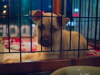 A puppy with light brown fur sits inside a metal cage, looking outward with a sad expression. The background is blurred, with lights providing a dim, colorful glow. The puppy rests on a red and white blanket.