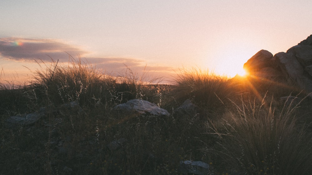 photographie de paysage de l’herbe pendant l’heure dorée