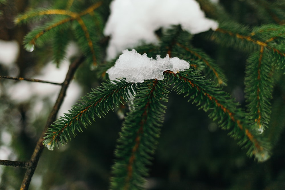 pine trees covered with snow