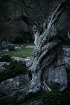 leafless tree surrounded by grass