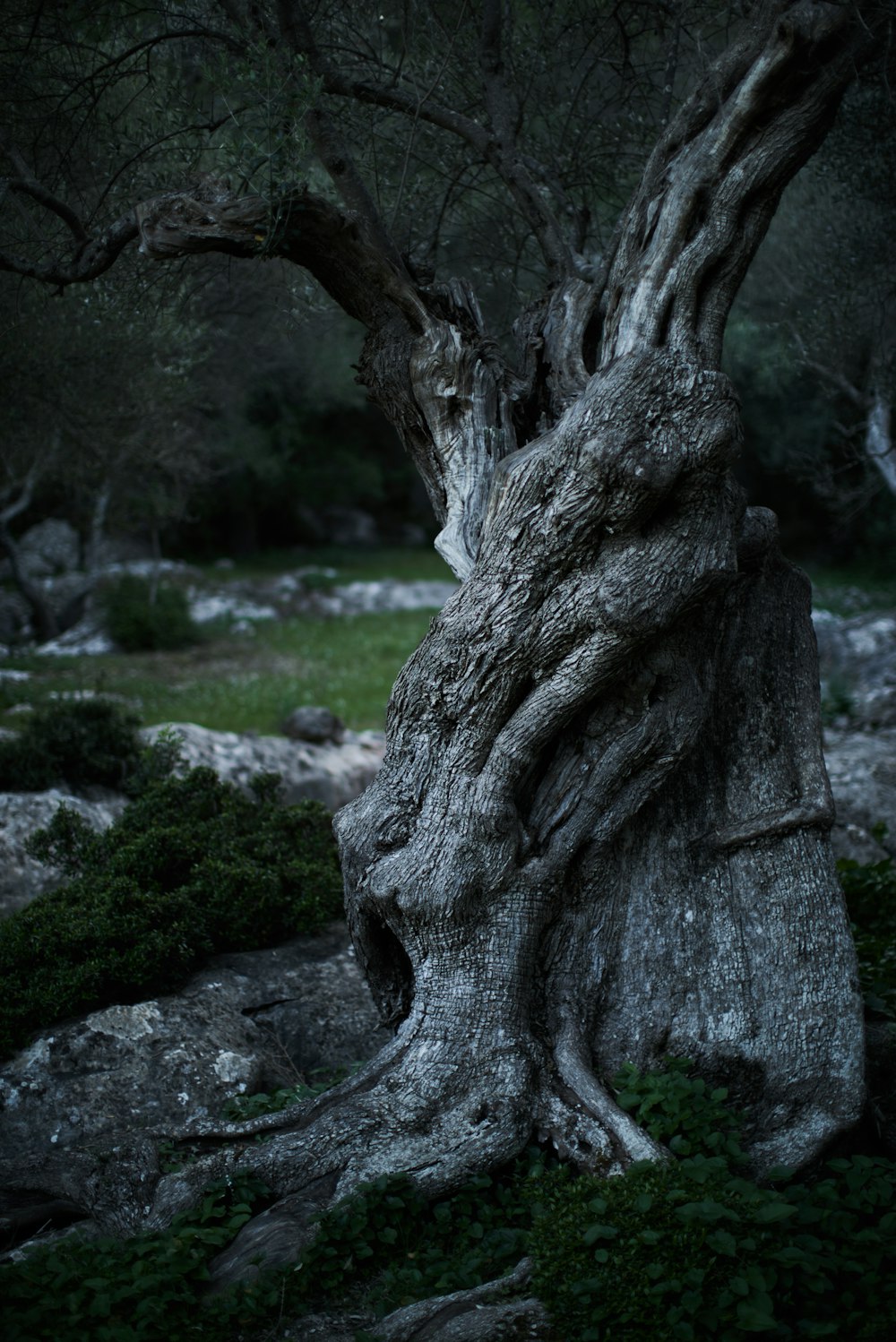 albero senza foglie circondato da erba