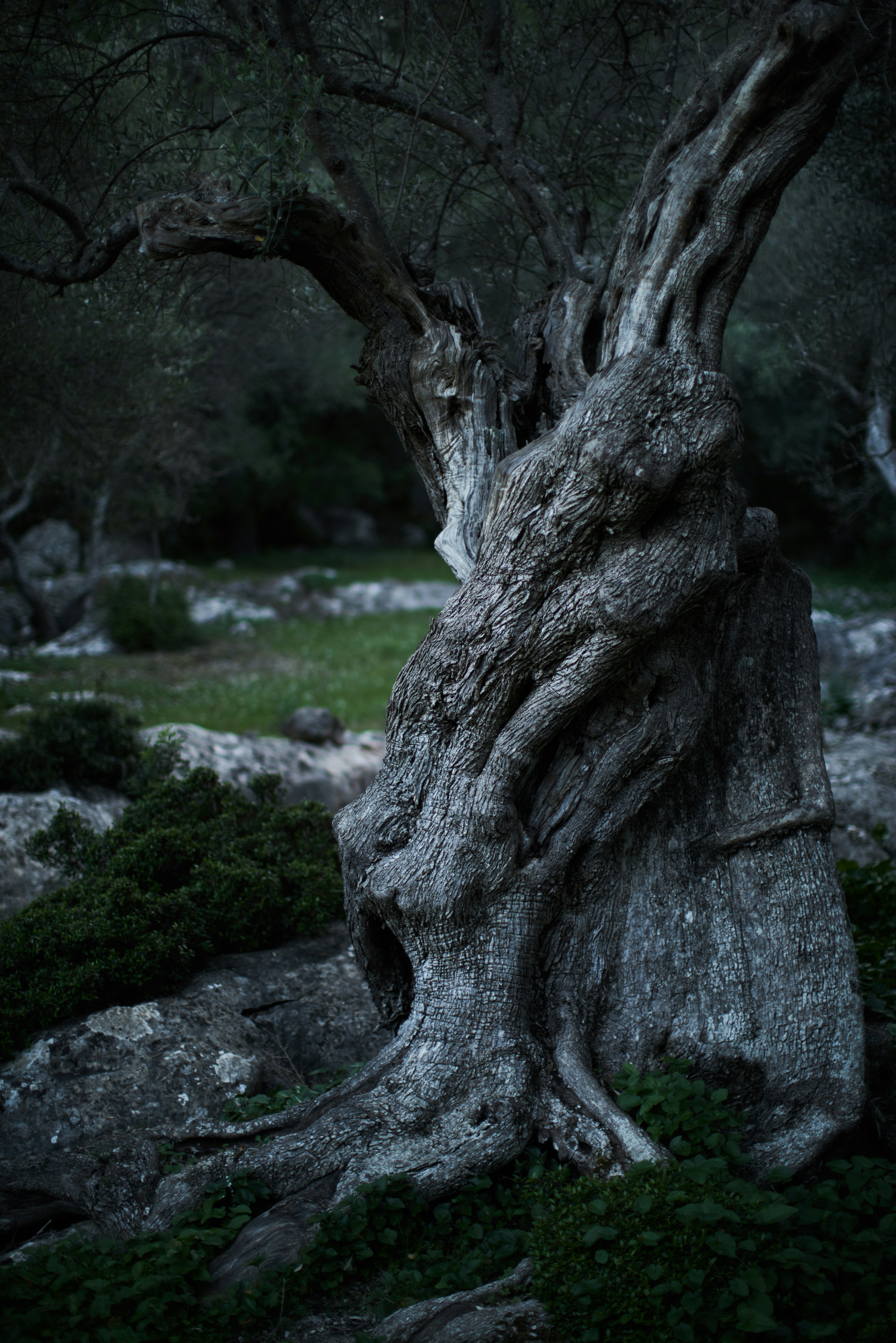 The Gentle Art of Digital Pruning: Cultivating a Healthier Online Environment