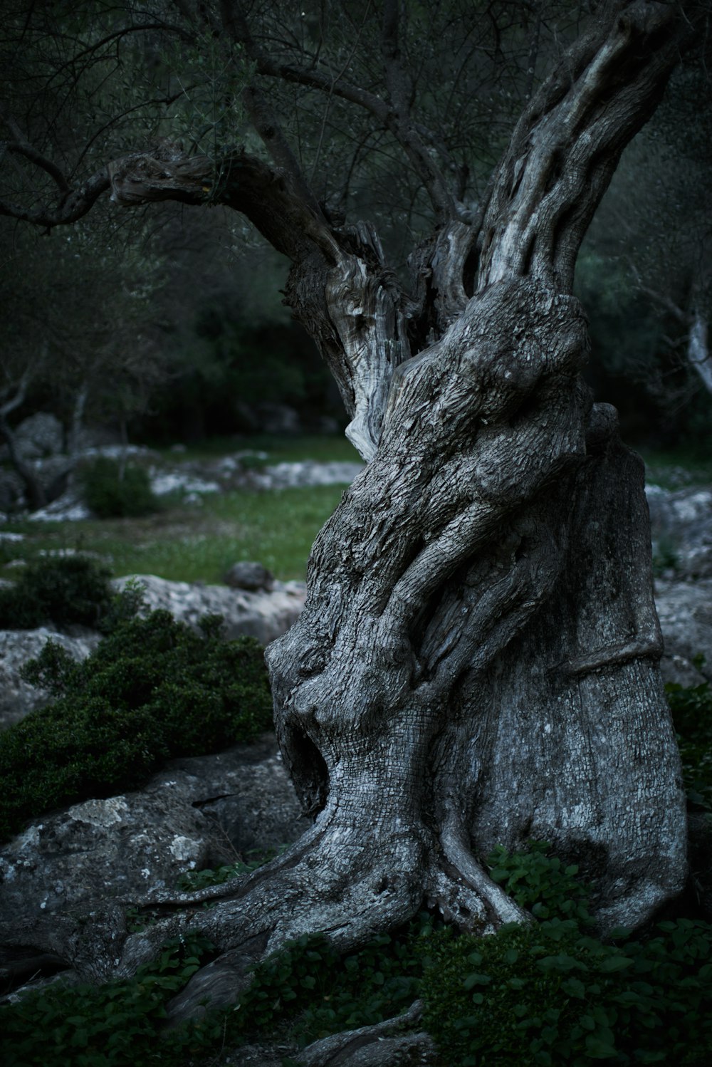 Scary Tree Pictures | Download Free Images on Unsplash