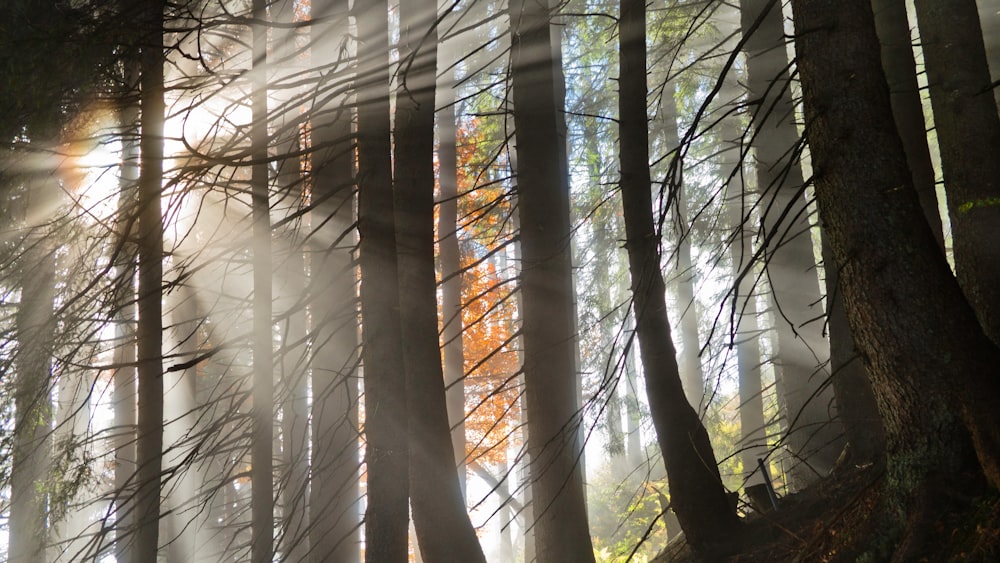 fotografía de paisaje de bosque con luz solar que pasa a través