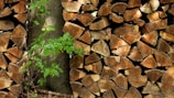 A stack of chopped firewood neatly arranged, with each log displaying visible rings and a rich brown color. A small green plant with vibrant leaves grows among the logs, adding a touch of natural life and contrast.