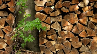 A stack of chopped firewood neatly arranged, with each log displaying visible rings and a rich brown color. A small green plant with vibrant leaves grows among the logs, adding a touch of natural life and contrast.