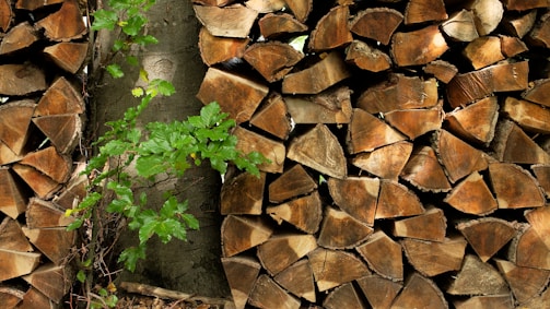 A stack of chopped firewood neatly arranged, with each log displaying visible rings and a rich brown color. A small green plant with vibrant leaves grows among the logs, adding a touch of natural life and contrast.
