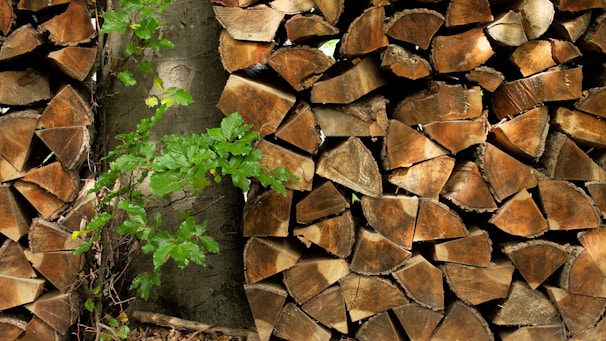 A stack of chopped firewood neatly arranged, with each log displaying visible rings and a rich brown color. A small green plant with vibrant leaves grows among the logs, adding a touch of natural life and contrast.