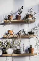 Wooden floating shelves adorned with green plants and delicate woven decor.