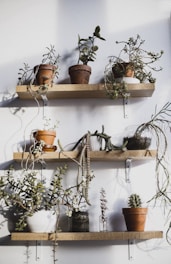 A set of angular, matte black pots arranged on a wooden shelf with succulents inside.