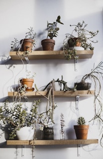A rustic wooden shelf displaying various potted succulents and cacti with terracotta pots.