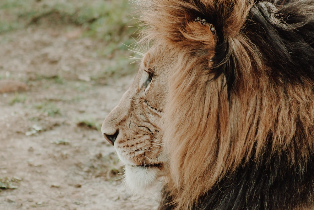 shallow focus photography of lion