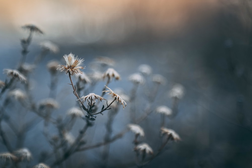 close view of white withered dandelions