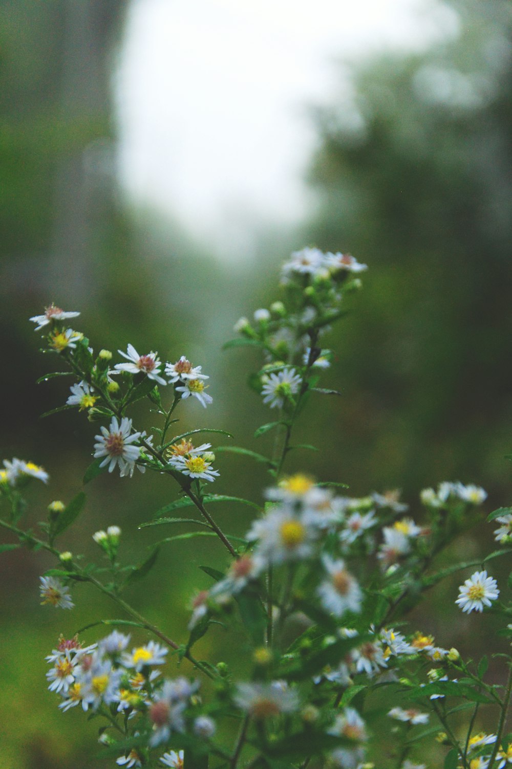 white petaled flower in closeup photography