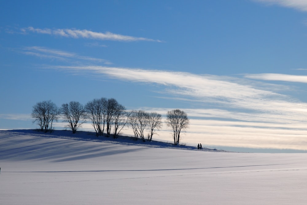 kahle Bäume auf schneebedecktem Boden