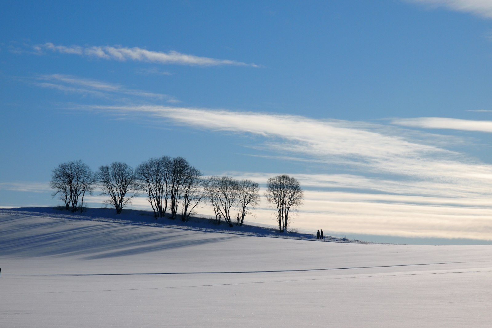 Olympus PEN E-P2 sample photo. Bare trees on snow photography