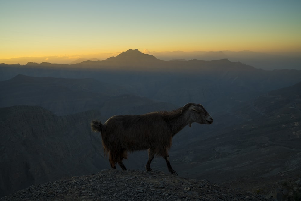 goat on mountain
