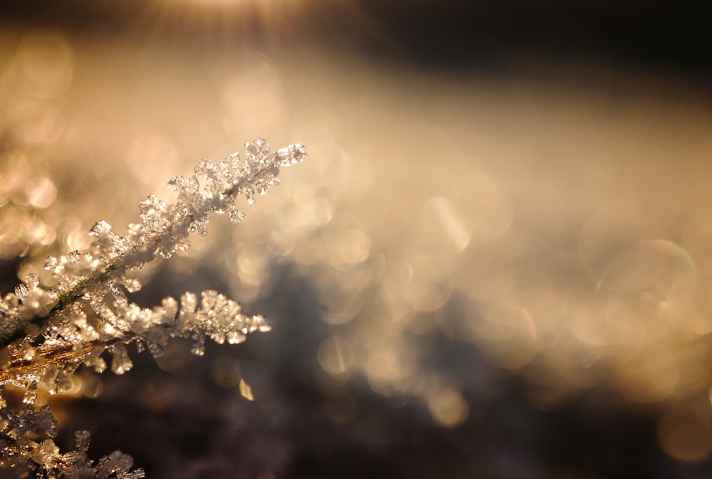 shallow focus photography of white petal plants