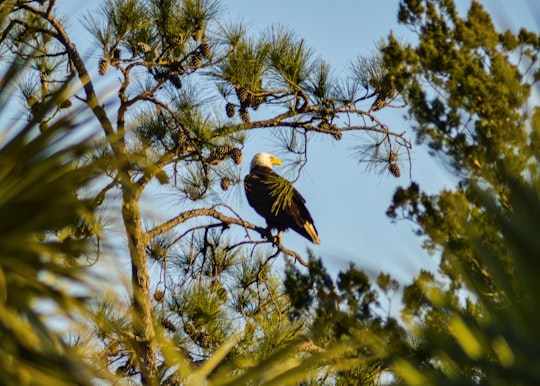 brown bird perching on branch in Charleston United States