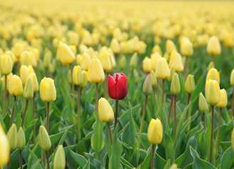 red tulip flower in yellow tulip field