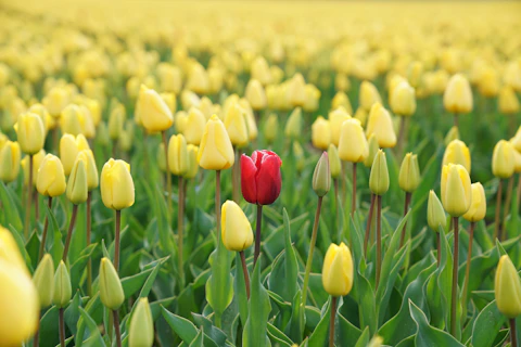 red tulip flower in yellow tulip field that explaing how dance movement psychotherapy is different