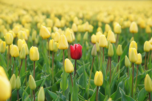 red tulip flower in yellow tulip field