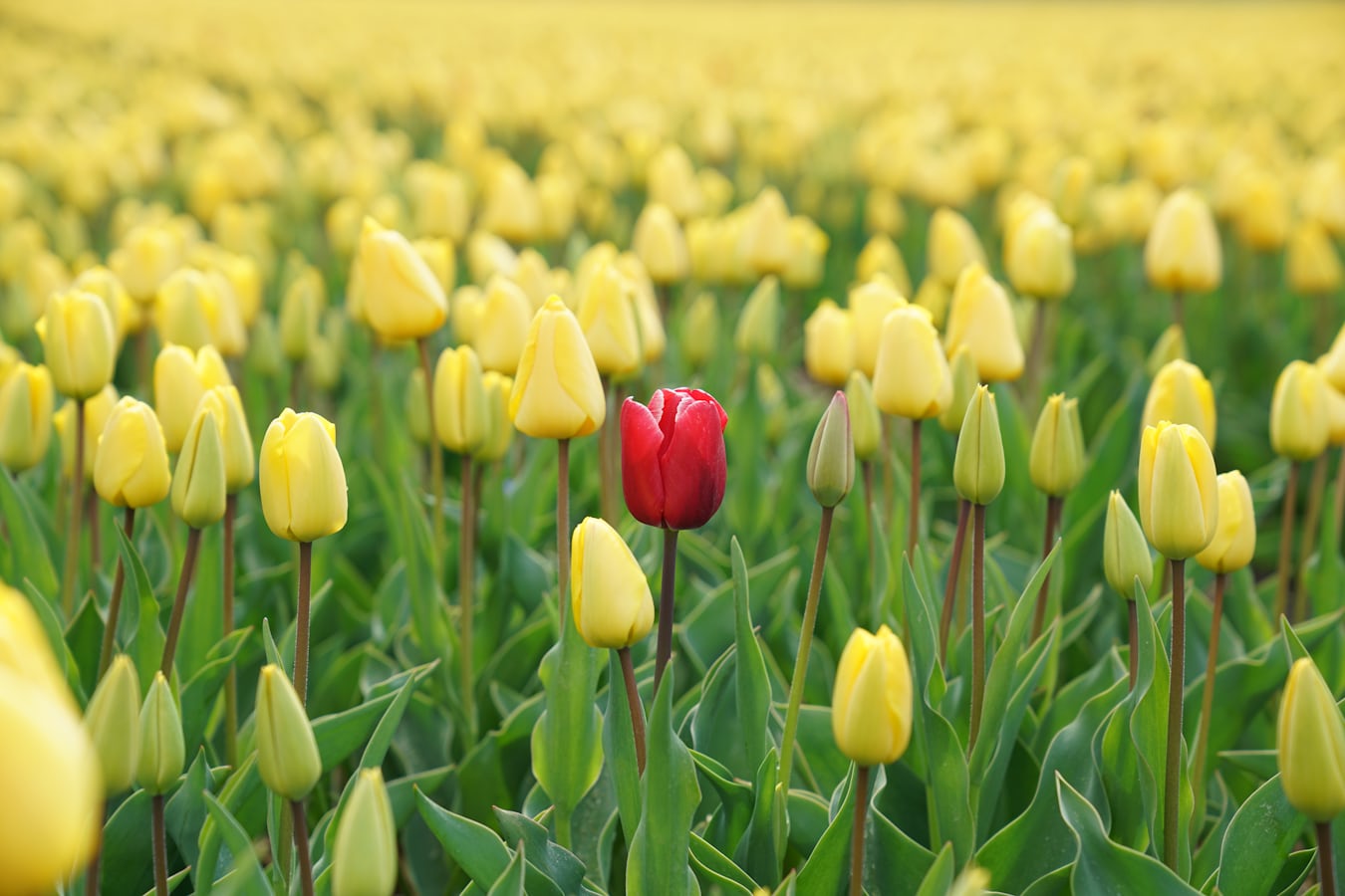 red tulip in field of yellow tulips