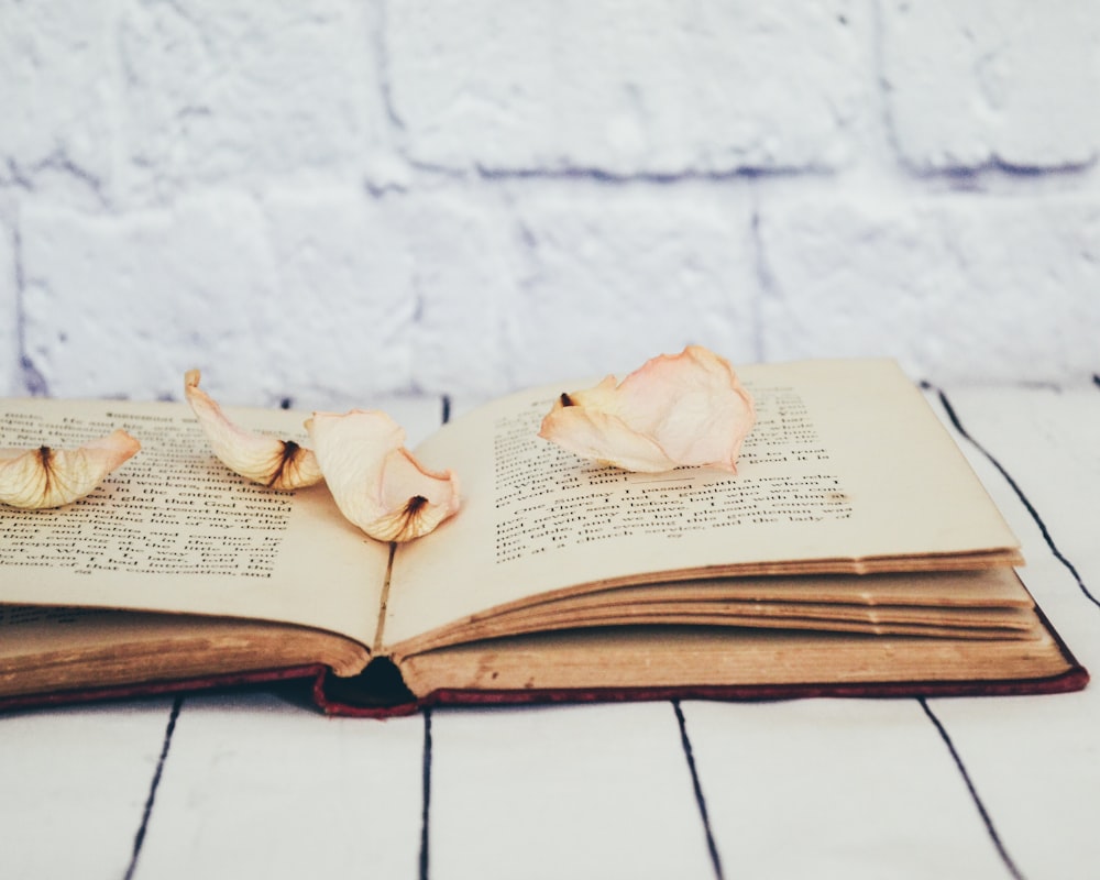 flower petals on opened book
