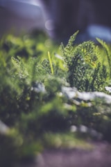 Close-up of native ferns and grasses thriving in a shaded garden corner.