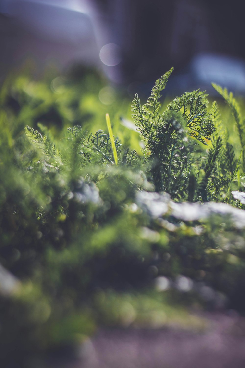 fotografia tilt-shift de plantas verdes