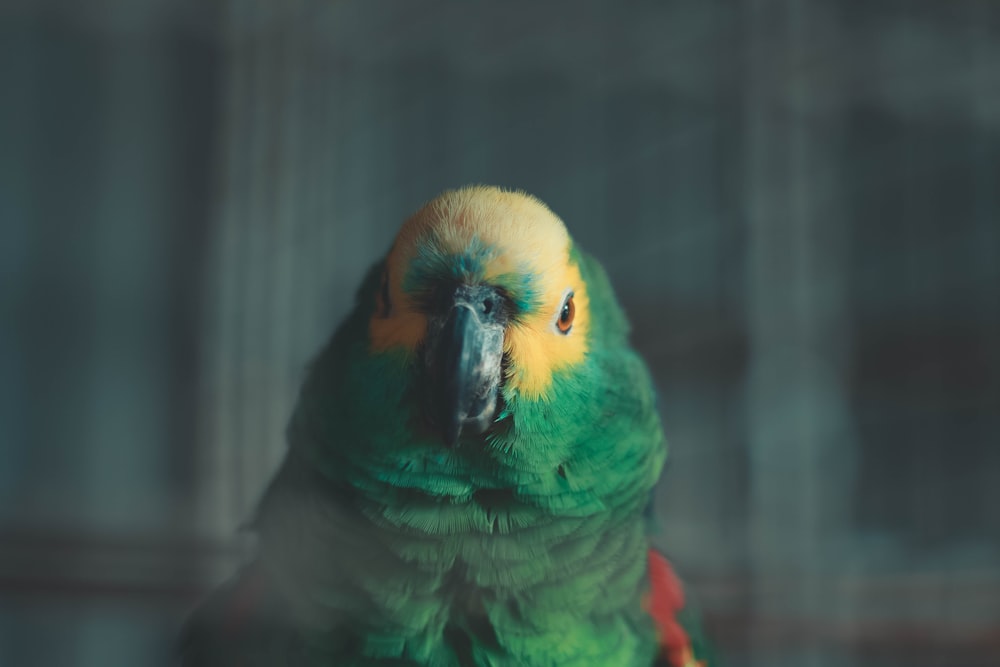 selective focus photo of green and yellow bird
