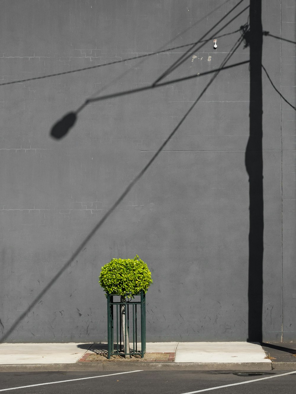 green leaf plant with gray steel fence planted on pavement