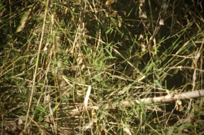 Close-up of dense bamboo stalks forming a vibrant green privacy hedge.