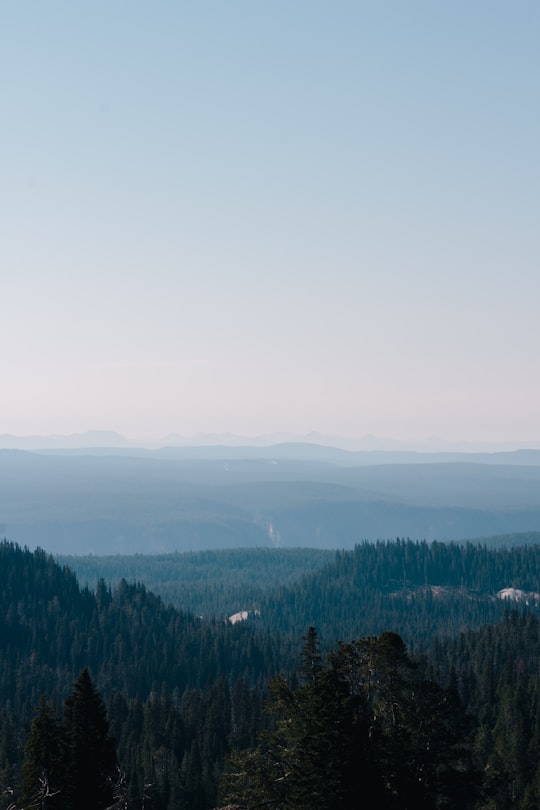 aerial view of green leafed trees in Yellowstone National Park United States