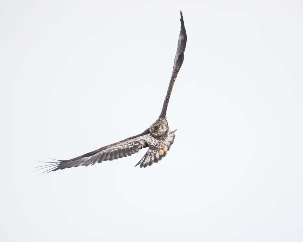 brown owl flying midair