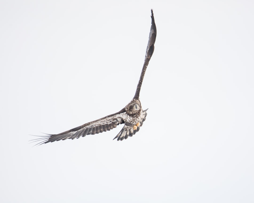 brown owl flying midair, This was the best photograph I took on a recent outing photographing eagles.