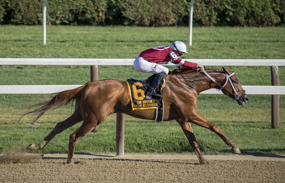 Buying an Off-the-Track Thoroughbred (OTTB): Prices, Where to Look and What to Check