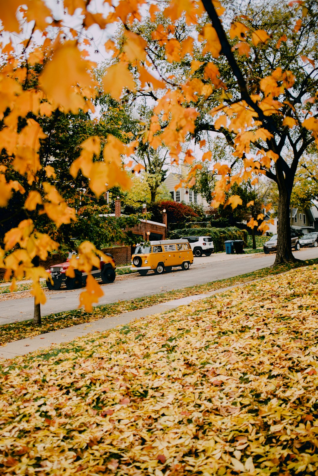 photo of orange leaves