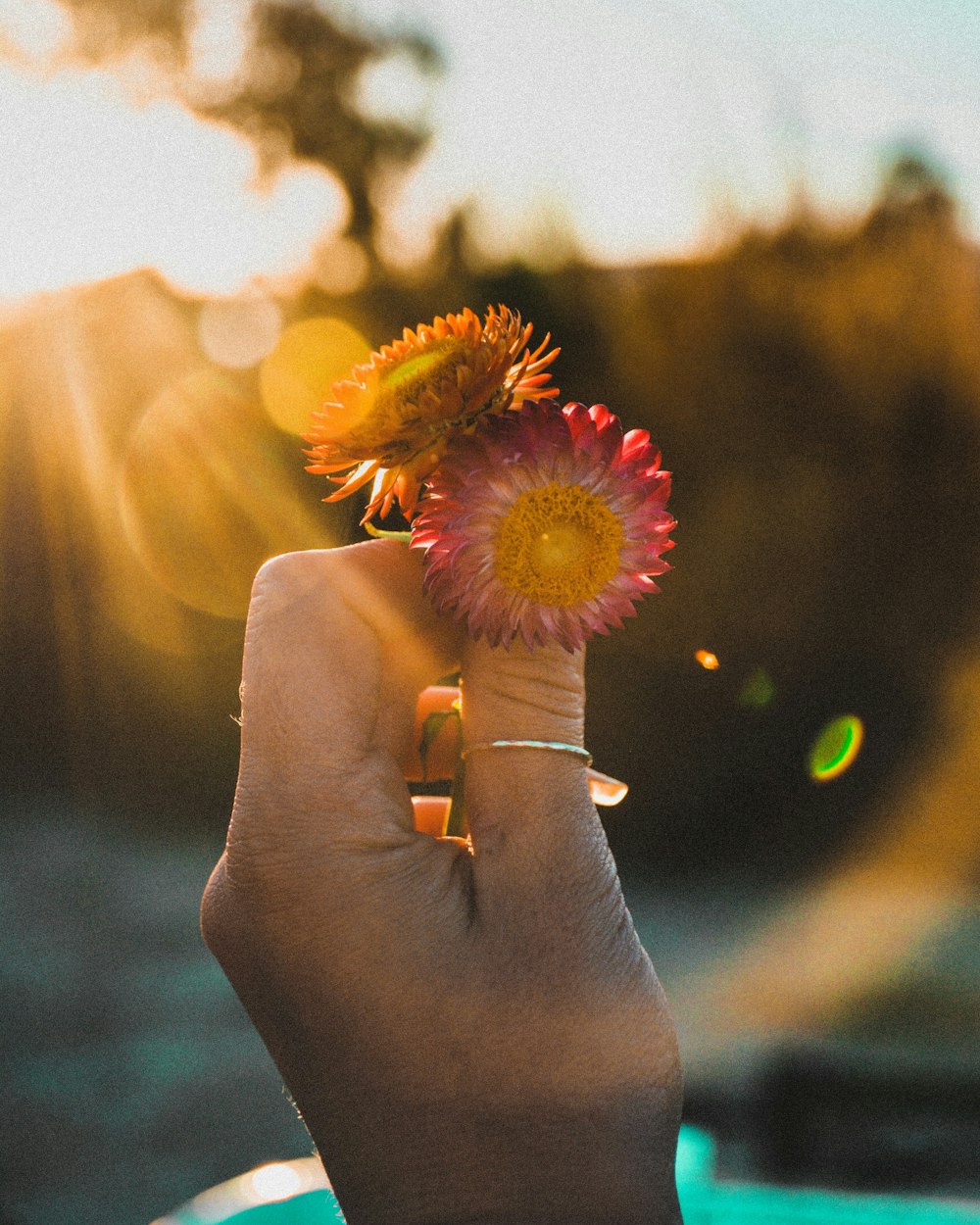 person holding orange and pink petaled flowers