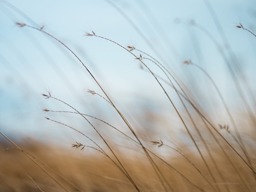 focus photography of brown plants