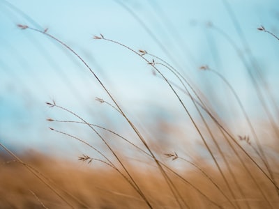 focus photography of brown plants calm teams background