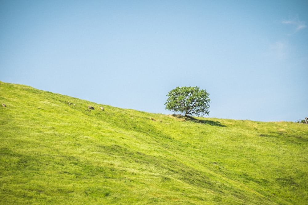 tree on body of mountain