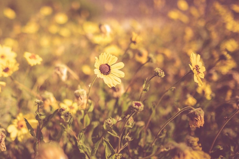 selective focus photo of sunflowers